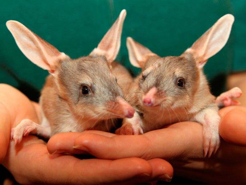 Close up of two Bilbies being held by Perth Zoo keepers